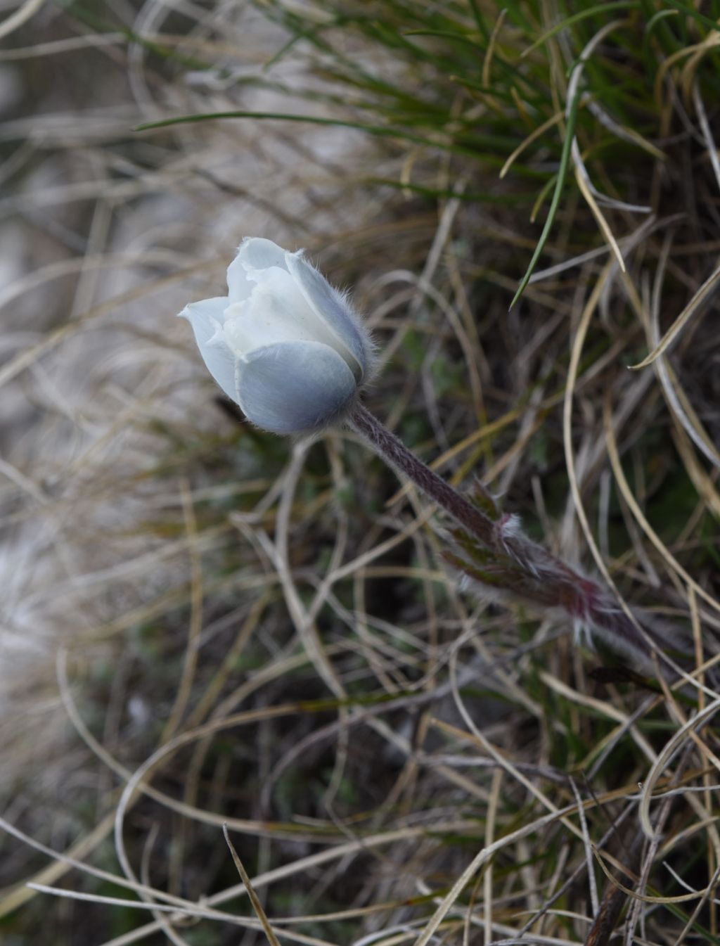 Pulsatilla alpina